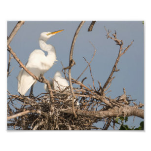 Egret Branco e Bebê no Nest Fotografia Impressão
