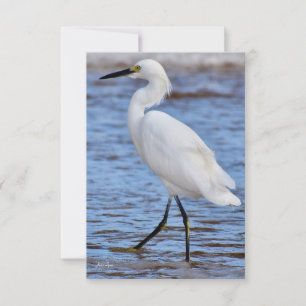 Egret no cartão de nota de praia