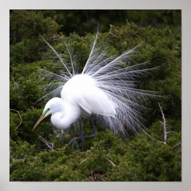 Egret Photo Poster (Frente)