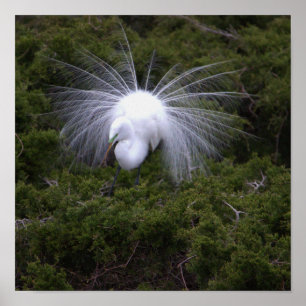 Egret Photo Poster
