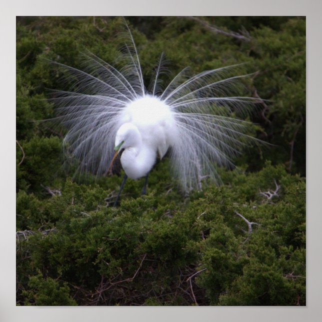 Egret Photo Poster (Frente)