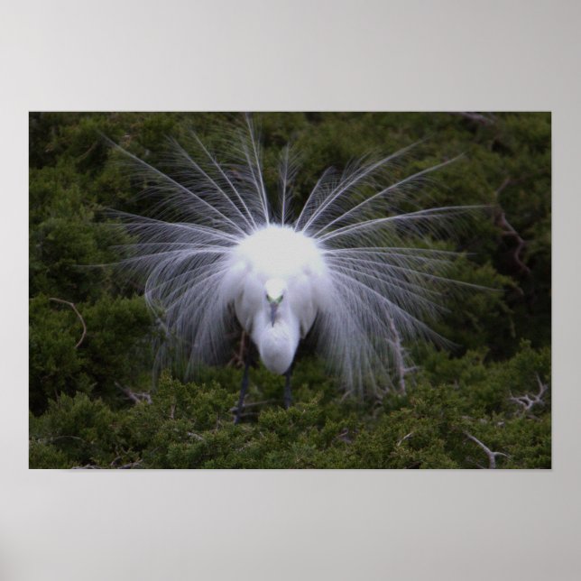 Egret Photo Poster (Frente)