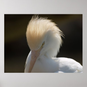Egret que olha o poster