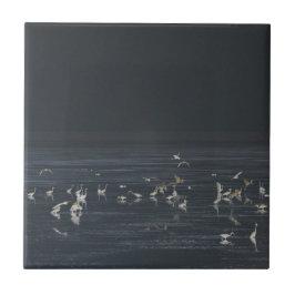 Egrets No Oceano Azul Da Meia-Noite