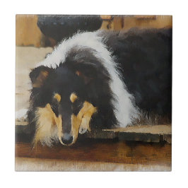Ela Espera Três Collie