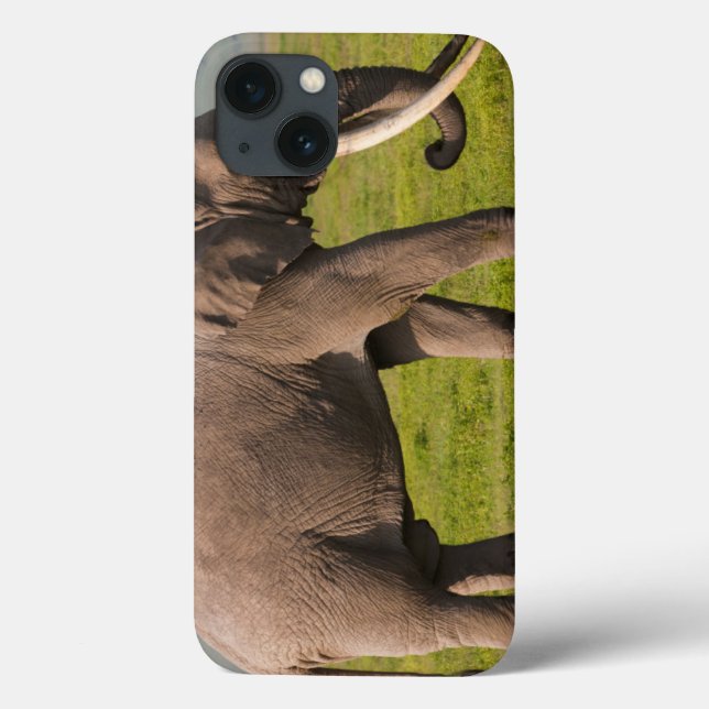 Elefante Africano, Área de Conservação de Ngorongo (Verso)