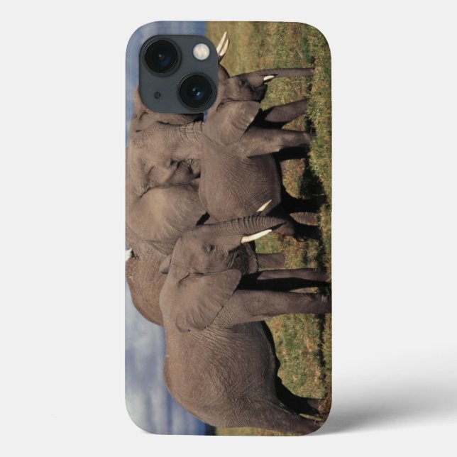 Elefante africano do bebê com família (Verso)