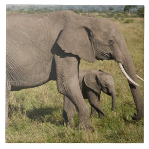 Elefante africano e cria (Loxodonta africana),