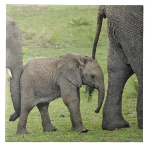 Elefante africano fêmea com bebê