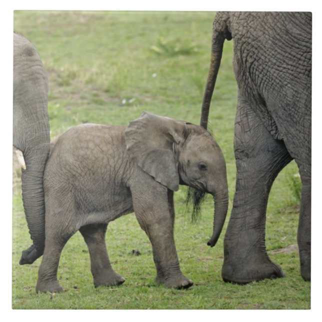 Elefante africano fêmea com bebê (Frente)