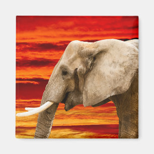Elefante africano - imã de geladeira