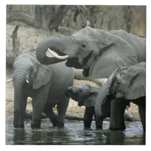 Elefante Africano, (Loxodonta africana), bebendo