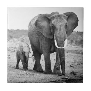 Elefante africano & vitelas Kenya, África