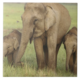 Elefante Asiático Indiano e Filhotes