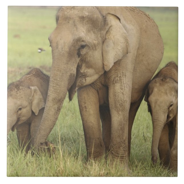 Elefante Asiático Indiano e Filhotes (Frente)