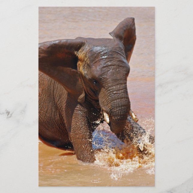 Elefante brincando com água (Frente)
