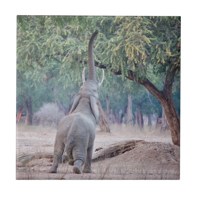 Elefante chegando à Acácia (Frente)