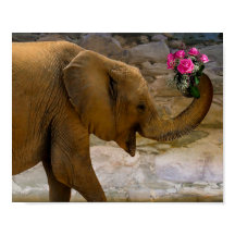 Elefante com Poster de Rosa