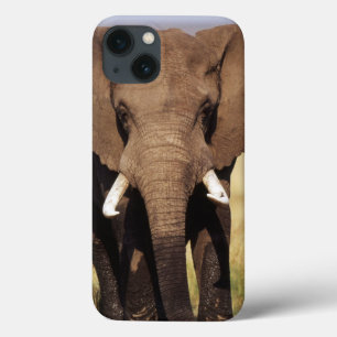 Elefante-da-savana-africano