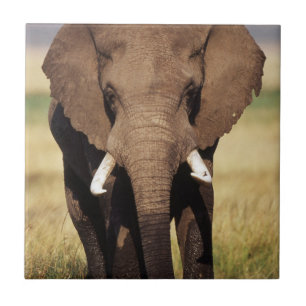 Elefante-da-savana-africano