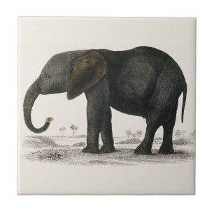 Elefante de Cinzas de Vintage (1848) de Oliver Gol