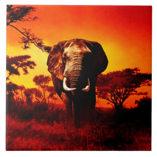 Elefante do por do sol