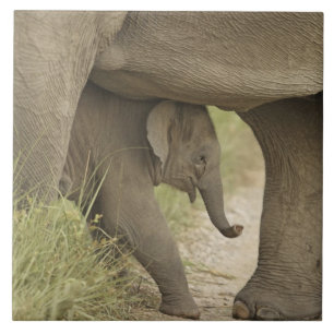 Elefante indiano / asiático e filhote, Corbett