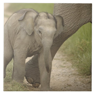 Elefante indiano / asiático e filhote, Corbett 2