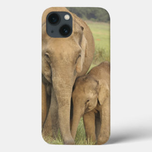 Elefante indiano/asiático e jovens um, Corbett