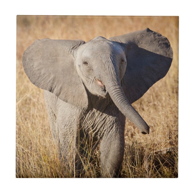 Elefante jovem da savana (Frente)