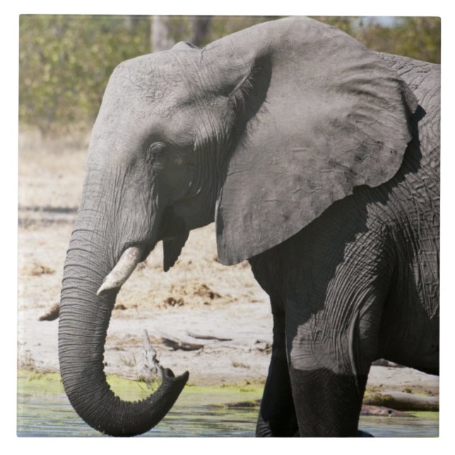 Elefante (Loxodonta africana), Canal Savute (Frente)
