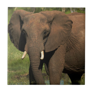 Elefante (Loxodonta Africana), Hwange Nacional