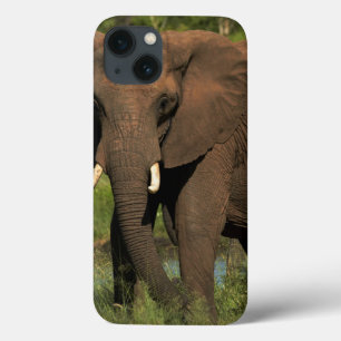 Elefante (Loxodonta Africana), Hwange Nacional