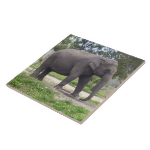 Elefante no Caminho da Campina Pacífico