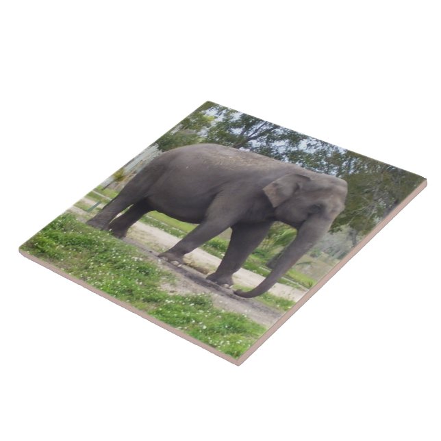 Elefante no Caminho da Campina Pacífico (Lateral)