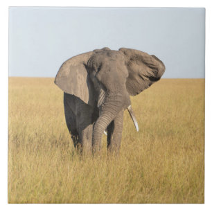Elefante No Estabelecimento Natural Africano De Az