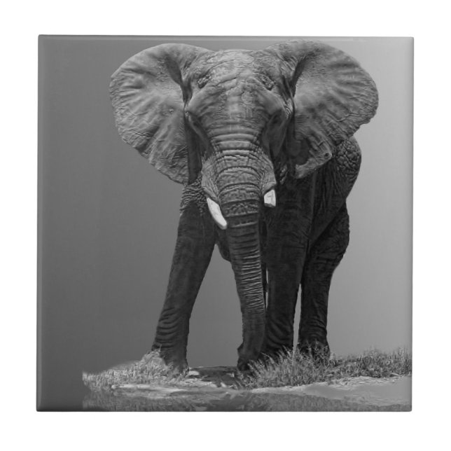 ELEFANTE NO INCLINAÇÃO (Frente)