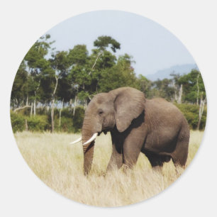 Elefante no Masai etiqueta de Mara, Kenya