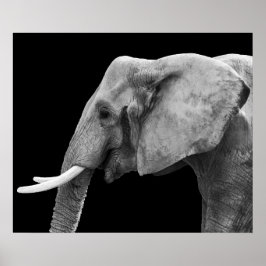 Elefante - Poster