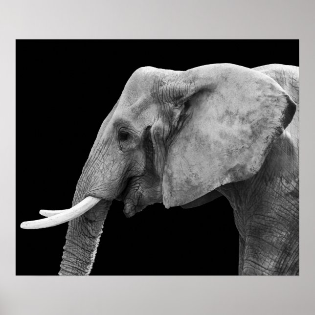 Elefante - Poster (Frente)