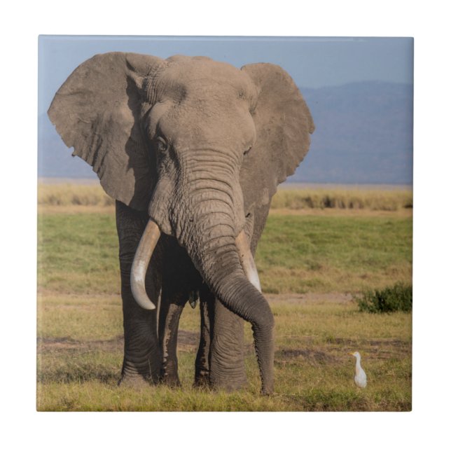Elefante Procurando (Frente)