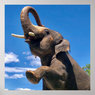 Elefante, Selva, Safari, Poster de Muro da Naturez