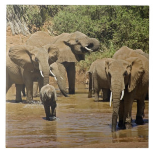 Elefantes Africanos, Loxodonta Africana, Samburu