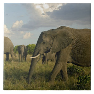 Elefantes africanos pastando, Loxodonta africana,