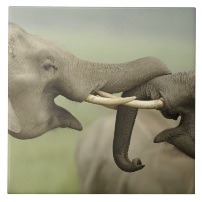 Elefantes da Ásia Indiana jogam Luta (Frente)