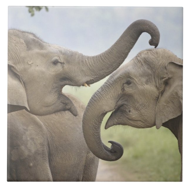 Elefantes da Ásia Indiana jogam Luta (Frente)