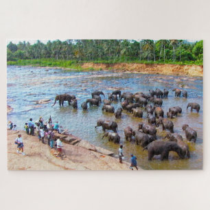 Elefantes do Sri Lanka. Quebra-cabeça