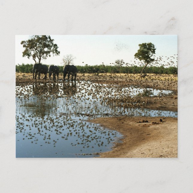 Elefantes e Pássaros 2 cartão postal (Frente)