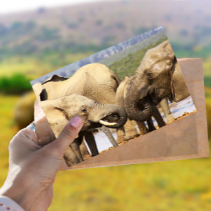 Elefantes frente a frente Cartão postal