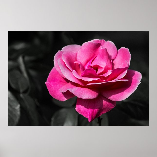 Elegância Rosa Pink Poster (Frente)